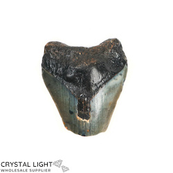 Teeth: Megalodon Tooth