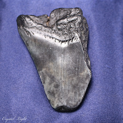 Teeth: Megalodon Tooth