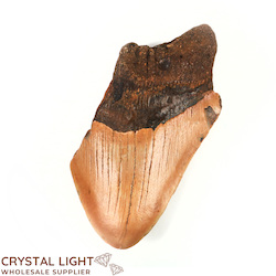 Teeth: Megalodon Tooth