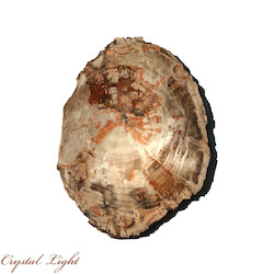 Petrified Wood: Petrified Wood Slice