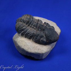 Trilobites: Trilobite Fossil on Matrix