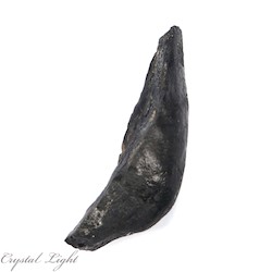 Other Fossils: Whale Tooth Fossil