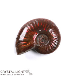 Ammonites: Red Iridescent Ammonite Fossil