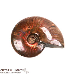 Ammonites: Red Iridescent Ammonite Fossil