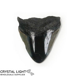 Teeth: Megalodon Tooth