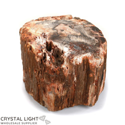 Petrified Wood: Petrified Wood Specimen