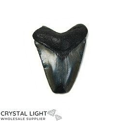 Teeth: Megalodon Tooth