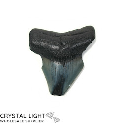 Teeth: Megalodon Tooth