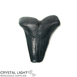 Teeth: Megalodon Tooth