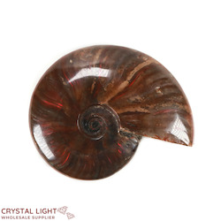 Ammonites: Ammonite Fossil