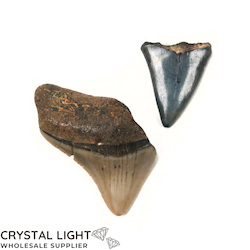 Teeth: Megalodon Tooth Lot