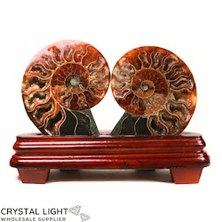 Display Pieces on Stand: Ammonite Pair on Stand