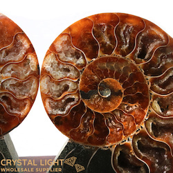 Display Pieces on Stand: Ammonite Pair on Stand