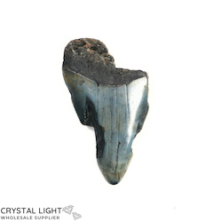 Teeth: Megalodon Tooth