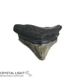 Teeth: Megalodon Tooth