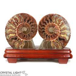 Display Pieces on Stand: Ammonite Pair on Stand