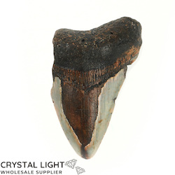 Teeth: Megalodon Tooth